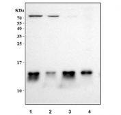 Western blot testing of human 1) Jurkat, 2) K562, 3) 293T and 4) PC-3 cell lysate with MIF antibody. Predicted molecular weight ~13 kDa.