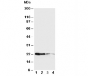 Western blot testing of Growth Hormone antibody and Lane 1:  Recombinant mouse GH protein 10ng;  2: 5ng;  3: 2.5ng;  4: 1.25ng