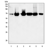Western blot testing of 1) human HeLa, 2) human K562, 3) human SH-SY5Y, 4) rat spleen, 5) rat PC-12 and 6) mouse RAW264.7 cell lysate with Lamin B1 antibody. Predicted molecular weight ~66 kDa.