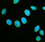 Immunofluorescent staining of FFPE human U-2 OS cells with Lamin B1 antibody (green) and DAPI nuclear stain (blue). HIER: steam section in pH6 citrate buffer for 20 min.