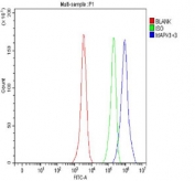 Flow cytometry testing of fixed and permeabilized human HeLa cells with MAPK1/3 antibody at 1ug/million cells (blocked with goat sera); Red=cells alone, Green=isotype control, Blue= MAPK1/3 antibody.