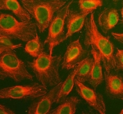 Immunofluorescent staining of FFPE human U-2 OS cells with MAPK1/3 antibody (green) and Alpha Tubulin mAb (red). HIER: steam section in pH6 citrate buffer for 20 min.