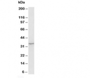 Western blot testing of Morg1 antibody and rat brain tissue lysate