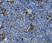 IHC staining of FFPE mouse spleen tissue with Myeloperoxidase antibody. HIER: boil tissue sections in pH8 EDTA for 20 min and allow to cool before testing.