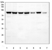 Western blot testing of 1) human A549, 2) human HeLa, 3) human 293T, 4) human K562, 5) rat PC-12, 6) rat NRK and 7) mouse NIH 3T3 cell lysate with STAT1 antibody. Predicted molecular weight: ~91/84 kDa (alpha/beta).
