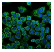 Immunofluorescent staining of FFPE human A431 cells with HSP60 antibody (green) and DAPI nuclear stain (blue). HIER: steam section in pH6 citrate buffer for 20 min.