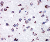 IHC-P: Cytochrome C antibody testing of FFPE rat lung tissue. HIER: steam section in pH6 citrate buffer for 20 min.
