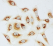 ICC testing of Cytochrome C antibody and FFPE A549 cells. HIER: steam section in pH6 citrate buffer for 20 min.