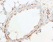 IHC-F testing of Cytochrome C antibody and rat brain tissue.