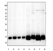 Western blot testing of 1) human HeLa, 2) human 293T, 3) human HepG2, 4) human HT-1080, 5) rat kidney, 6) rat skeletal muscle, 7) mouse kidney and 8) mouse skeletal muscle tissue lysate with Cytochrome C antibody. Predicted molecular weight ~11 kDa.