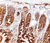 IHC-F testing of rat intestine tissue with HSC70 antibody.