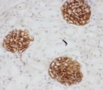IHC-F testing of rat kidney