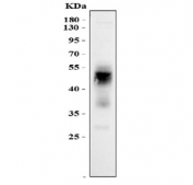 Western blot testing of human HeLa cell lysate with uPAR antibody. Predicted molecular weight ~37 kDa but may be observed at higher molecular weights due to glycosylation.