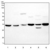Western blot testing of 1) human HeLa, 2) human placenta, 3) rat kidney, 4) rat C6, 5) mouse kidney and 6) mouse NIH 3T3 cell lysate with Annexin A2 antibody. Predicted molecular weight ~39 kDa.