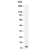 Western blot testing of IGF-1 antibody and recombinant human protein 2.5ng