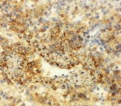 IHC testing of frozen rat spleen tissue with Annexin VI antibody.