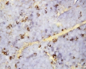 IHC-P: CXCL16 antibody testing of mouse spleen tissue