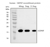 Western blot testing of human recombinant GDNF protein with GDNF antibody.