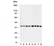 Western blot testing of AIMP2 antibody and Lane 1:  rat liver;  2: rat lung;  3: rat kidney;  4: rat brain;  5: Jurkat;  6: CEM;  7: HUT;  8: U93T;  10: U93T cell lysate