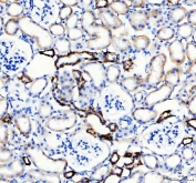 IHC staining of FFPE mouse kidney tissue with AQP3 antibody. HIER: boil tissue sections in pH8 EDTA for 20 min and allow to cool before testing.