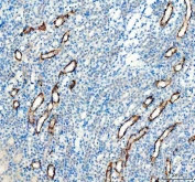 IHC staining of FFPE mouse kidney tissue with AQP3 antibody. HIER: boil tissue sections in pH8 EDTA for 20 min and allow to cool before testing.