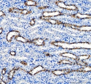 IHC staining of FFPE rat kidney tissue with AQP3 antibody. HIER: boil tissue sections in pH8 EDTA for 20 min and allow to cool before testing.