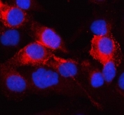 Immunofluorescent staining of FFPE human HeLa cells with AQP3 antibody (red) and DAPI nuclear stain (blue). HIER: steam section in pH6 citrate buffer for 20 min.