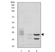 Western blot testing of 1) human HeLa, 2) rat kidney and 3) mouse kidney tissue lysate with AQP3 antibody. Predicted molecular weight ~32 kDa.