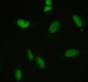 Immunofluorescent staining of FFPE human U-2 OS cells with APEX1 antibody (green). HIER: steam section in pH6 citrate buffer for 20 min.