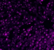 Immunofluorescent staining of FFPE rat liver tissue with APEX1 antibody (red). HIER: steam section in pH8 EDTA buffer for 20 min.
