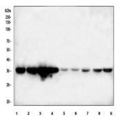 Western blot testing of 1) human K562, 2) human HepG2, 3) human Raji, 4) human RT4, 5) rat C6, 6) rat PC-12, 7) mouse HEPA1-6, 8) mouse RAW264.7 and 9) mouse ANA-1 cell lysate with APEX1 antibody. Predicted molecular weight ~38 kDa.