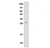 Western blot testing of Aquaporin 8 antibody and human PC-3 cell lysate.  The ~27 kDa protein may be visualized at higher molecular weights due to glycosylation.