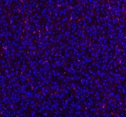 Immunofluorescent staining of FFPE rat liver tissue with Cd68 antibody (red) and DAPI nuclear stain (blue). Required HIER: steam section in pH8 EDTA buffer for 20 min and allow to cool prior to staining.