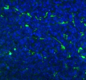 Immunofluorescent staining of FFPE mouse spleen tissue with Cd68 antibody (green) and DAPI nuclear stain (blue). Required HIER: steam section in pH8 EDTA buffer for 20 min and allow to cool prior to staining.