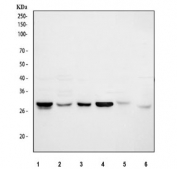 Western blot testing of 1) human Jurkat, 2) human HepG2, 3) human U-2 OS, 4) human K562, 5) rat L6 and 6) mouse NIH 3T3 cell lysate with Cdk2 antibody. Predicted molecular weight ~33 kDa.