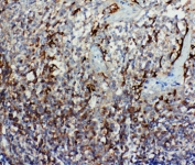 IHC-P: Caspase-9 antibody testing of human tonsil tissue