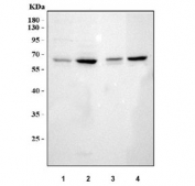 Western blot testing of 1) human HeLa, 2) human 293T, 3) rat thymus and 4) mouse thymus tissue lysate with HSF2 antibody. Predicted molecular weight ~60 kDa.