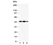 Western blot testing of INDOL1 antibody and Lane 1:  human A549;  2: human placenta;  3: human A431 cell lysate.  Expected molecular weight: ~47 kDa.