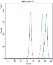 Flow cytometry testing of fixed and permeabilized human HeLa cells with MCM3 antibody at 1ug/million cells (blocked with goat sera); Red=cells alone, Green=isotype control, Blue= MCM3 antibody.