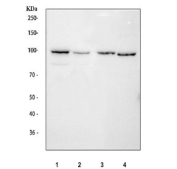Western blot testing of 1) human HeLa, 2) human HepG2, 3) mouse thymus and 4) mouse NIH 3T3 cell lysate with STAT6 antibody.  Predicted molecular weight ~94 kDa.