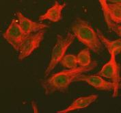 Immunofluorescent staining of FFPE human HeLa cells with STAT6 antibody (green) and Tubulin alpha mAb (red). HIER: steam section in pH6 citrate buffer for 20 min.