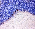 IHC-P: GAT-1 antibody testing of rat brain tissue