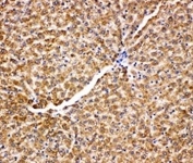 IHC-P: GRP75 antibody testing of rat liver tissue. HIER: steamed with pH6 citrate buffer.