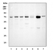 Western blot testing of 1) human HeLa, 2) human A549, 3) human Jurkat, 4) human HepG2, 5) rat testis, 6) mouse testis and 7) mouse NIH 3T3 cell lysate with GRP75 antibody. Expected molecular weight: 70~75 kDa.