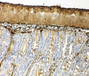 IHC-F testing of HSP70 antibody and rat intestine tissue.