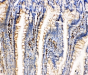 IHC-P: BiP antibody testing of rat intestine tissue