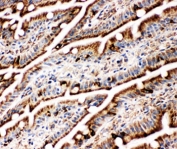 IHC-F testing of BiP antibody and rat intestine tissue
