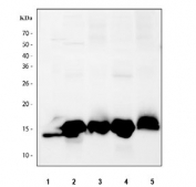 Western blot testing of 1) human placenta, 2) rat heart, 3) rat skeletal muscle, 4) mouse heart and 5) mouse skeletal muscle tissue lysate with Myoglobin antibody.  Predicted molecular weight ~17 kDa.