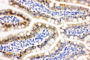 IHC staining of FFPE rat intestine tissue with Peroxiredoxin 3 antibody. HIER: boil tissue sections in pH8 EDTA for 20 min and allow to cool before testing.