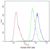 Flow cytometry testing of human A431 cells with ABCG5 antibody at 1ug/10^6 cells (blocked with goat sera); Red=cells alone, Green=isotype control, Blue=ABCG5 antibody.